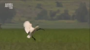 Wildest Africa (2012)