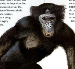 Bonobo | NatureRules1 Wiki | Fandom