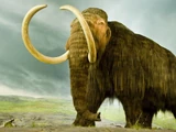 Woolly Mammoth
