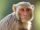 Rhesus Macaque