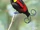 Wilson's Bird-of-paradise
