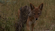 Africa's Deadliest (2011)