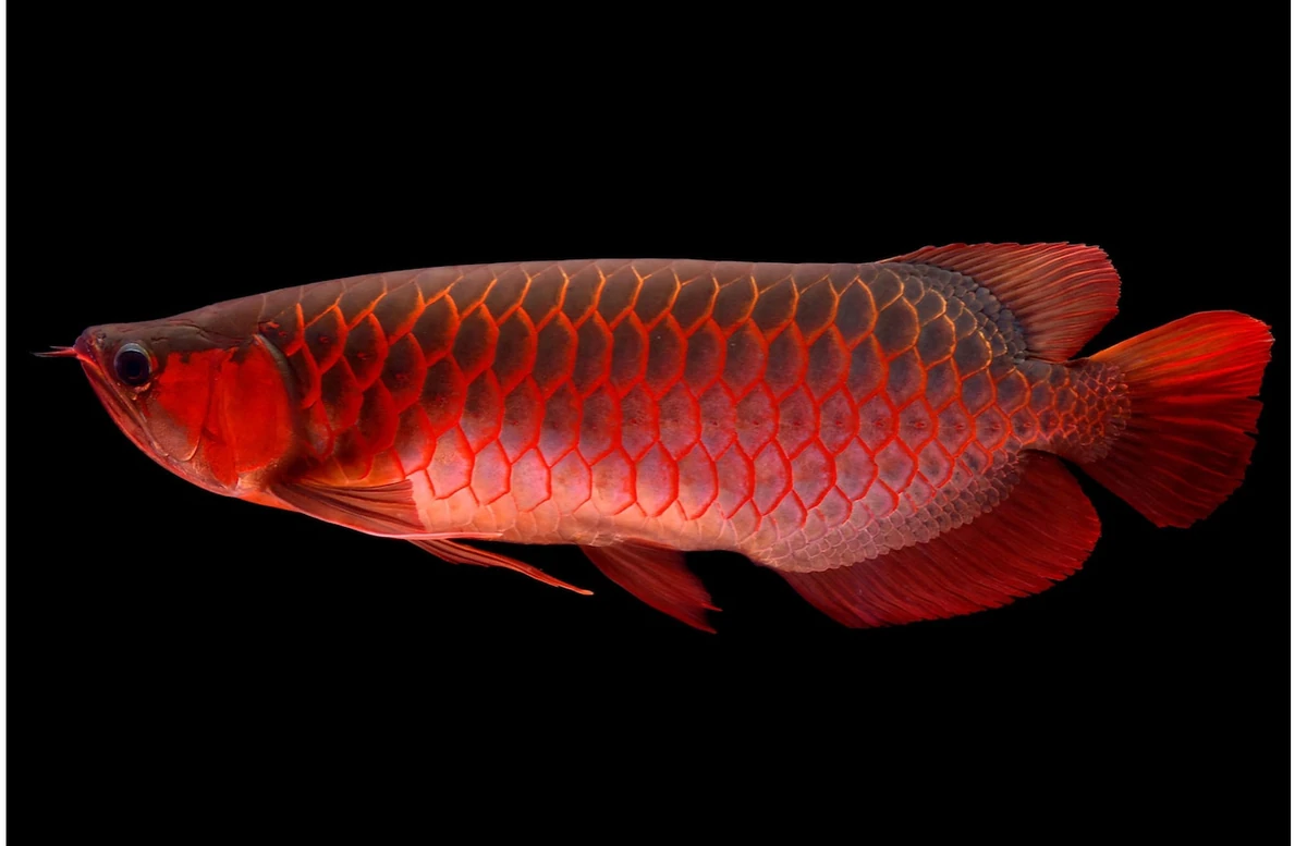 1200?cb=20210902232746