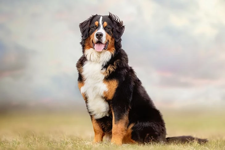 Bernese Mountain Dog Naturerules1 Wiki Fandom