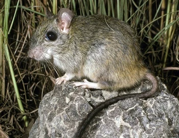 Brush-tailed Rabbit Rat | NatureRules1 Wiki | Fandom