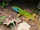 European Green Lizard
