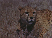 Ivory Hunter (1951)