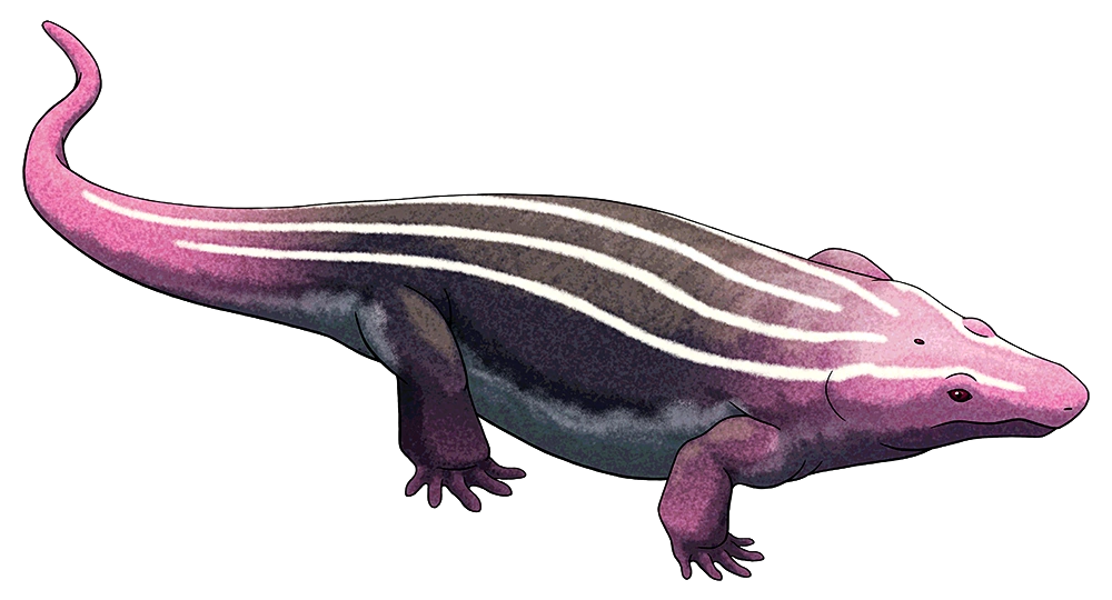 Limnoscelis NatureRules1 Wiki Fandom