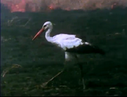 Man of the Serengeti (1972)