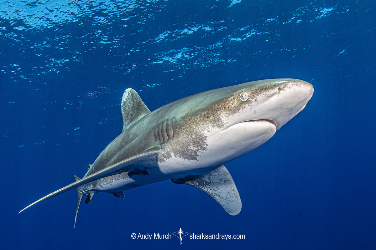 Oceanic Whitetip Shark | NatureRules1 Wiki | Fandom