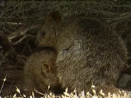Wildest Islands of Australia (1999)