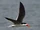 African Skimmer