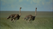 Africa: The Serengeti (1994)