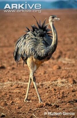 Greater-rhea-walking