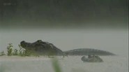 Jaguars: Brazil's Supercats (2017)