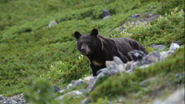 Meet the Bears (2019)