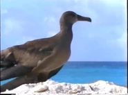 Shark Encounters Albatross.png (696 KB) Shark Encounters (1993)