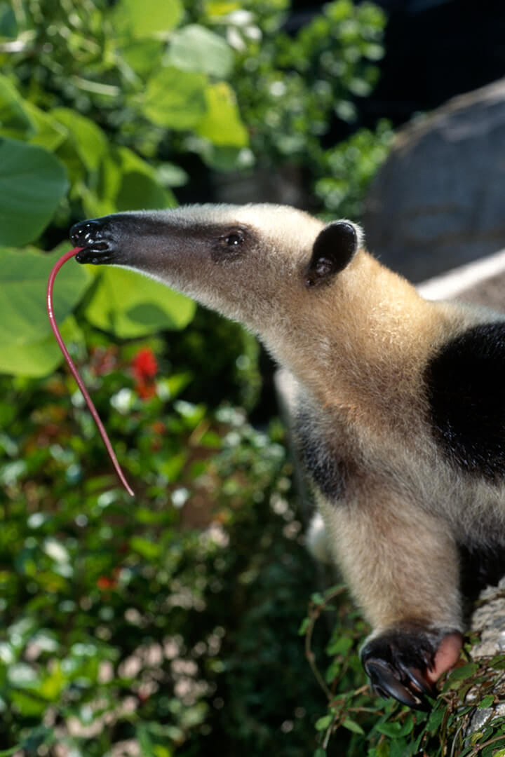 Tamandua Anteater GIF - Tamandua Anteater Not A Pet - Discover