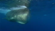 Wild Caribbean (2007)