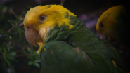 Zoo Clues (2013)