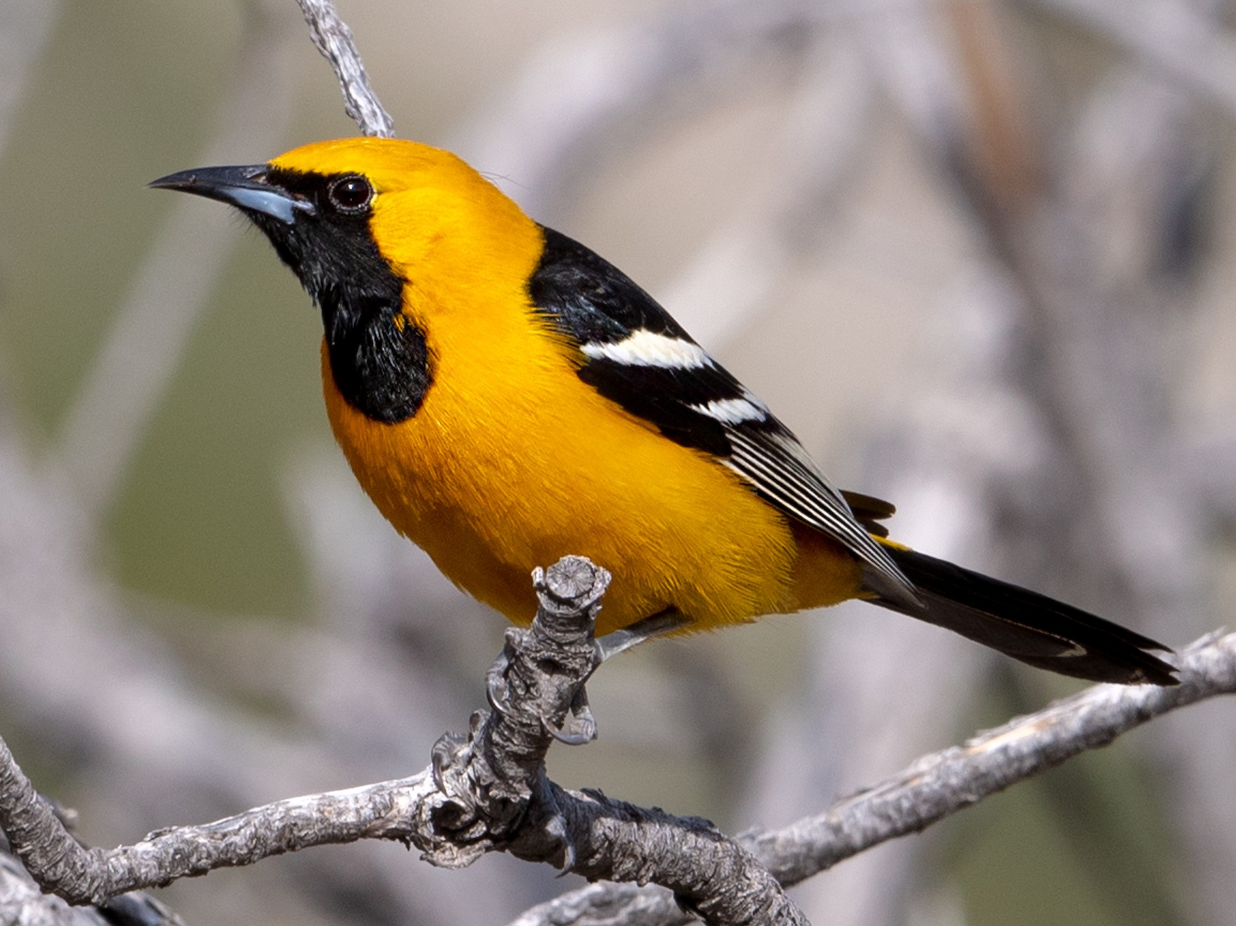 Hooded oriole - Wikipedia