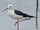 Black-winged Stilt