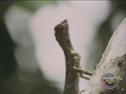 Amazing Animals (1996-1999)