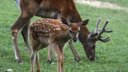Baby Animals in the Wild (2015)