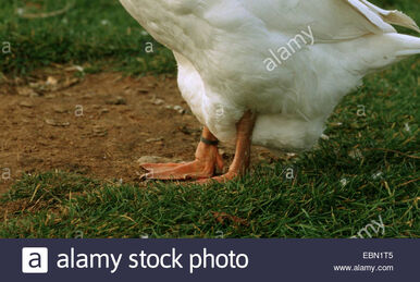 Domestic Goose, NatureRules1 Wiki