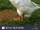 Domestic Goose