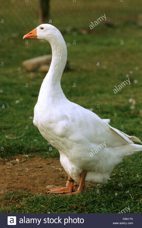 Domestic Goose | NatureRules1 Wiki | Fandom