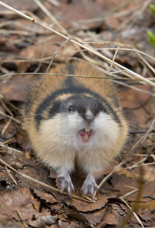 Norway lemming, rodent