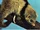 Black-shouldered Opossum