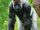 Western Gorilla