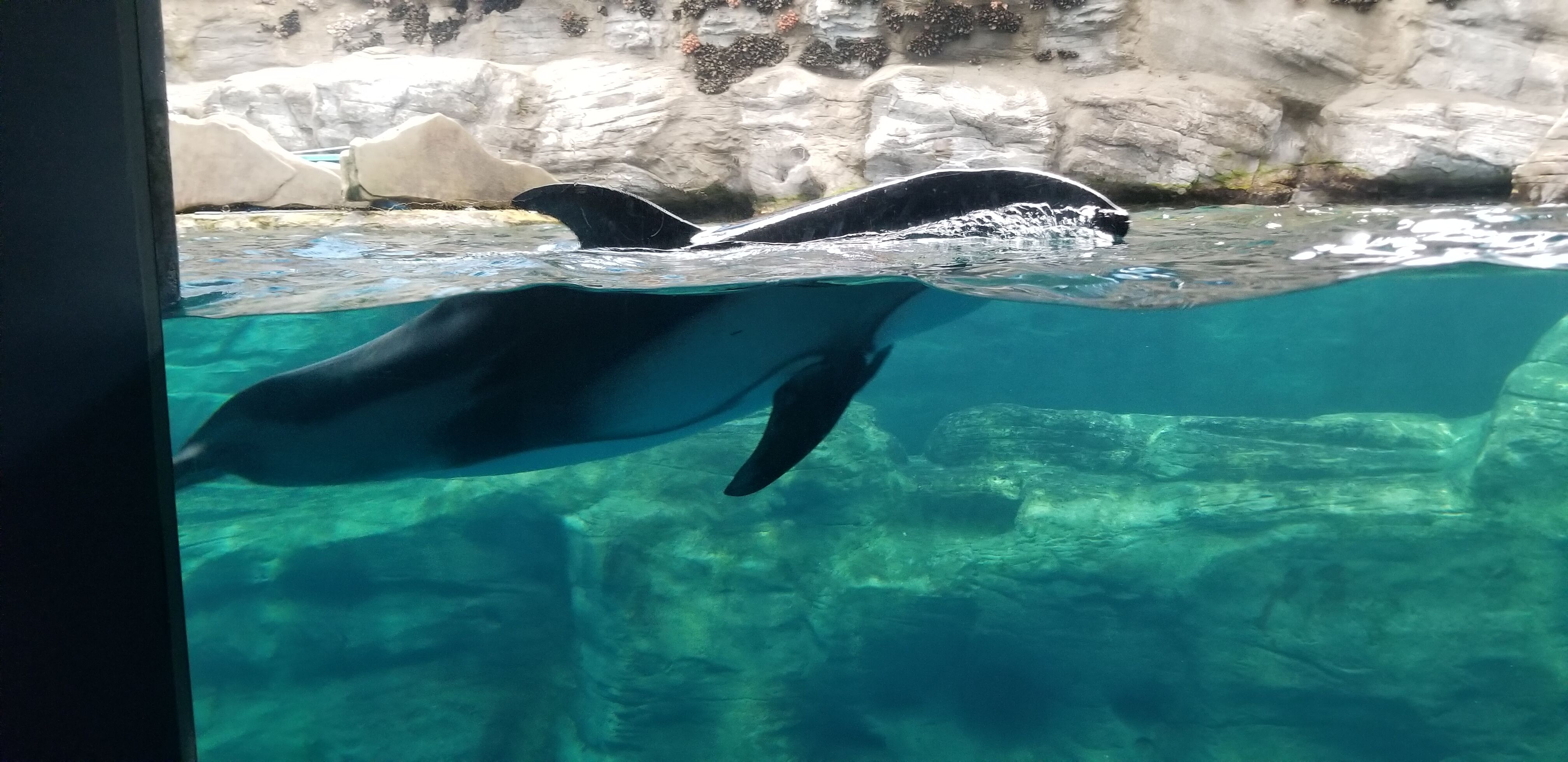 Tasman Sea (Osaka Aquarium Kaiyukan) | NatureRules1 Wiki Tasman Sea (Osaka Aquarium Kaiyukan) | NatureRules1 Wiki