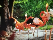 Secrets of the Zoo: Tampa (2020-2022)