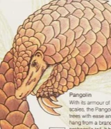 St. Micheal Wonderful World of Animals Pangolin.png (110 KB)