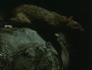 Supersense (1988)