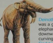 DinoDJ 🏳️‍🌈 on X: Deinotherium is such a weird animal, it's almost the  reverse of everything that would normally define an elephant   / X