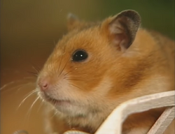 Campbell's Dwarf Hamster, NatureRules1 Wiki