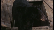 Those Calloways (1965)