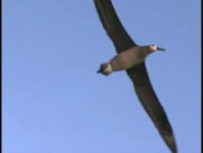 Tiger Sharks Albatross.png (918 KB) Tiger Sharks: Predator Revealed (2000)