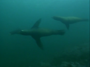 White Shark, Red Triangle (2003)