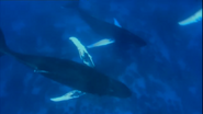 Wild Caribbean (2007)