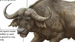 Natucate Blog – African Buffalo ⋅ Natucate