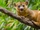 Kinkajou