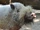 Bornean Bearded Pig