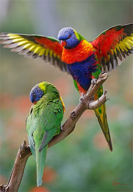 Jogos de acasalamento rainbow lorikeet. um papagaio desbotado gruda em uma  fêmea