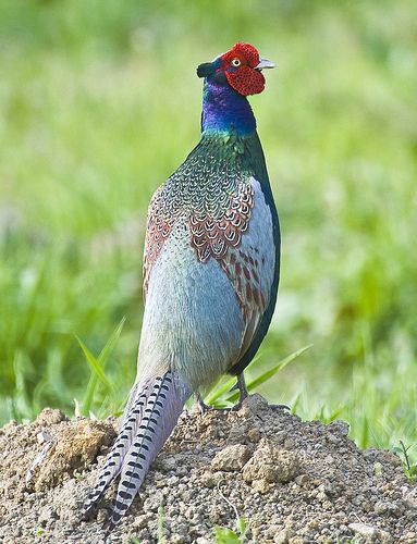 Common Pheasant » NNSS