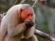 Battle of the Sexes in the Animal World (1999)